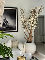 🌸 Levensgrote Magnolienboom in Glanzende Witte Pot – Luxe Sfeer voor Uw Interieur 🌿