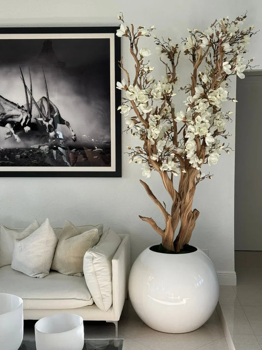 🌸 Levensgrote Magnolienboom in Glanzende Witte Pot – Luxe Sfeer voor Uw Interieur 🌿