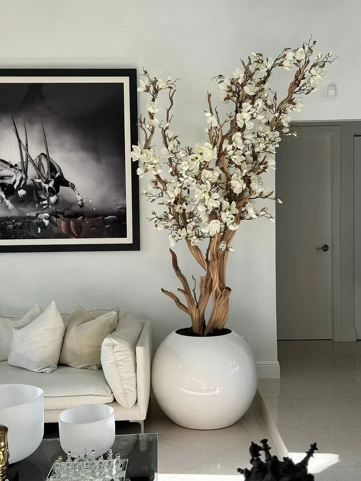 🌸 Levensgrote Magnolienboom in Glanzende Witte Pot – Luxe Sfeer voor Uw Interieur 🌿