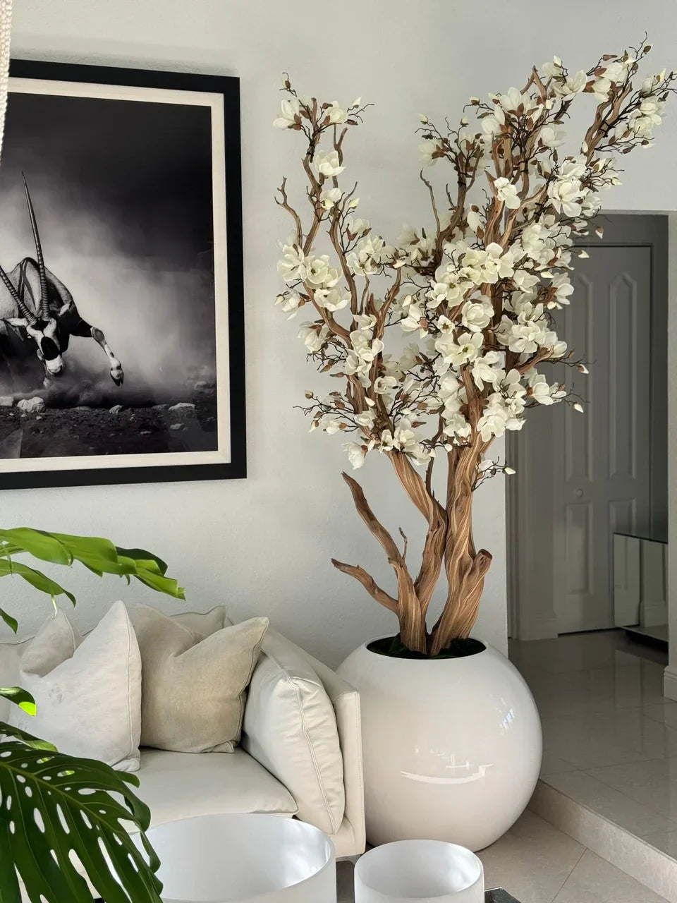 🌸 Levensgrote Magnolienboom in Glanzende Witte Pot – Luxe Sfeer voor Uw Interieur 🌿